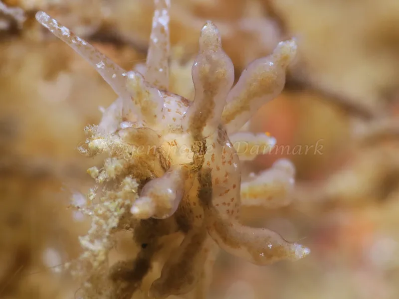Eubranchus rupium - Ammoniakhavnen - Foto: HP Ølgaard