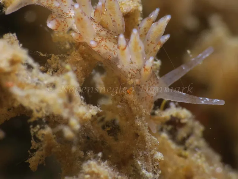 Eubranchus rupium - Ammoniakhavnen - Foto: HP Ølgaard