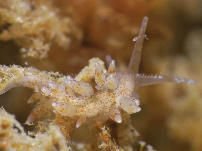 Eubranchus rupium - Ammoniakhavnen - Foto: HP Ølgaard