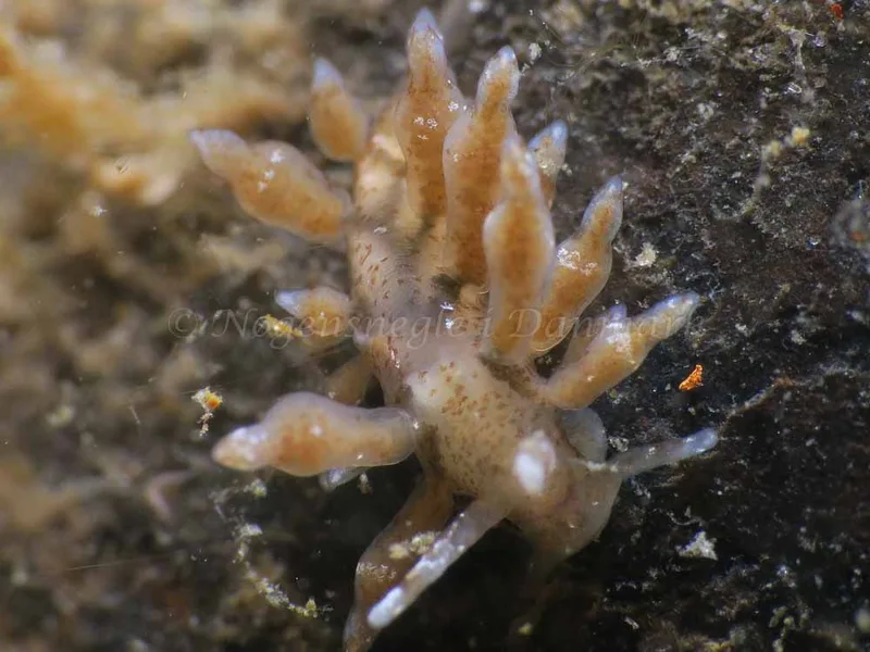 Eubranchus rupium - Ammoniakhavnen - Foto: HP Ølgaard