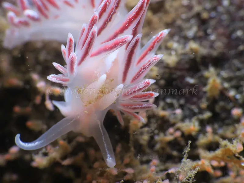 Coryphella monicae - Ammoniakhavnen - Foto: HP Ølgaard