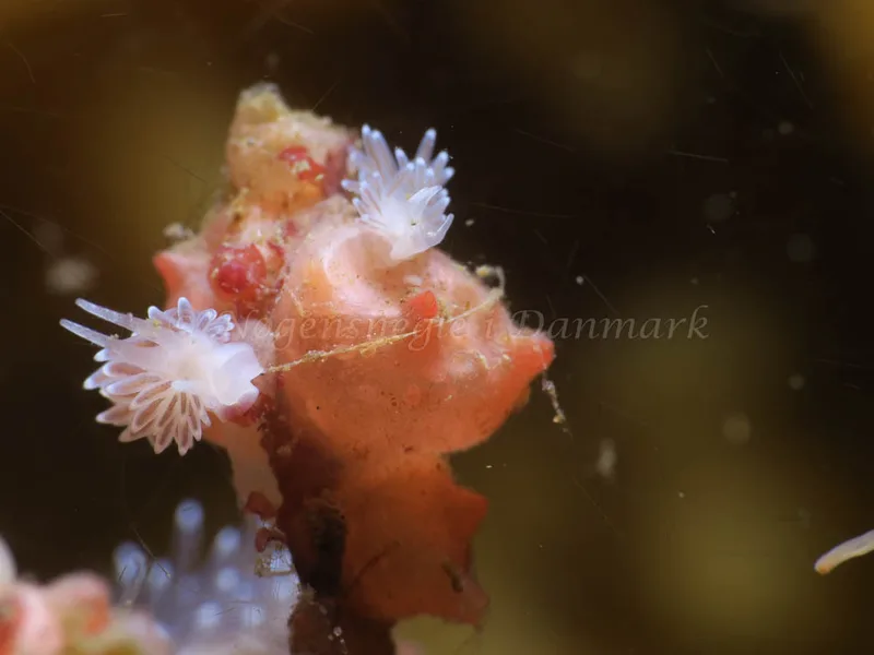 Cuthonella concinna - Ammoniakhavnen - Foto: HP Ølgaard