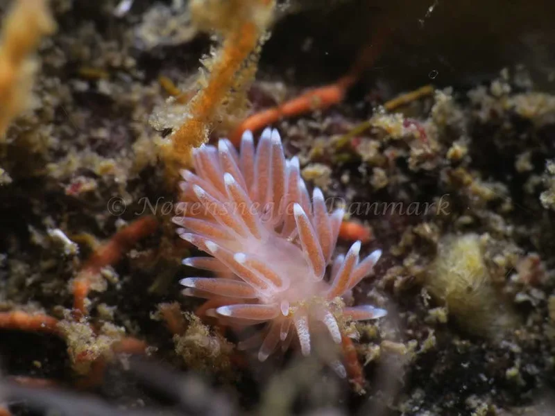 Cuthonella concinna - Ammoniakhavnen - Foto: HP Ølgaard