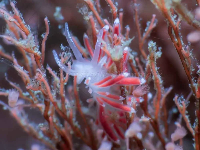 Coryphella gracilis - Ammoniakhavnen - Foto: HP Ølgaard