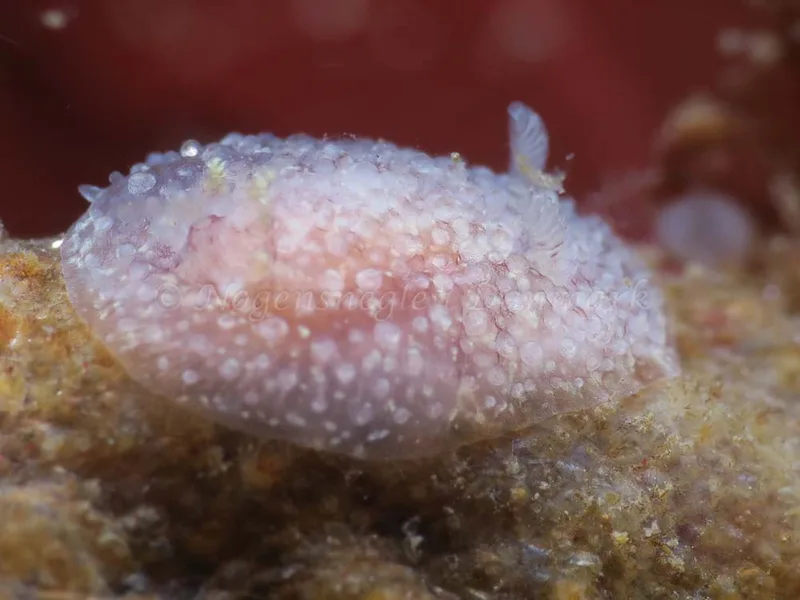 Acanthodoris pilosa - Ammoniakhavnen - Foto: HP Ølgaard