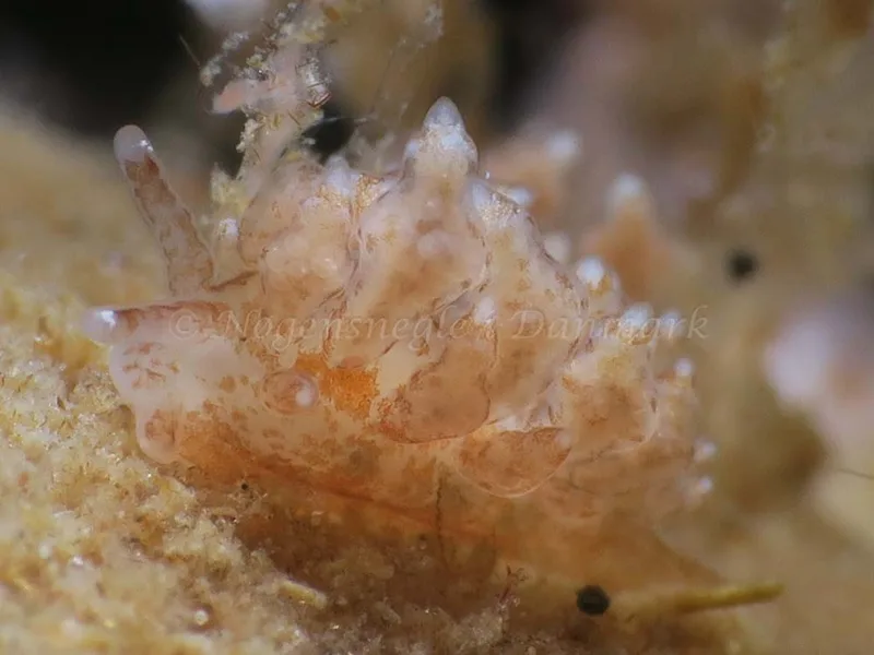 Eubranchus scintillans - Ammoniakhavnen - Foto: HP Ølgaard
