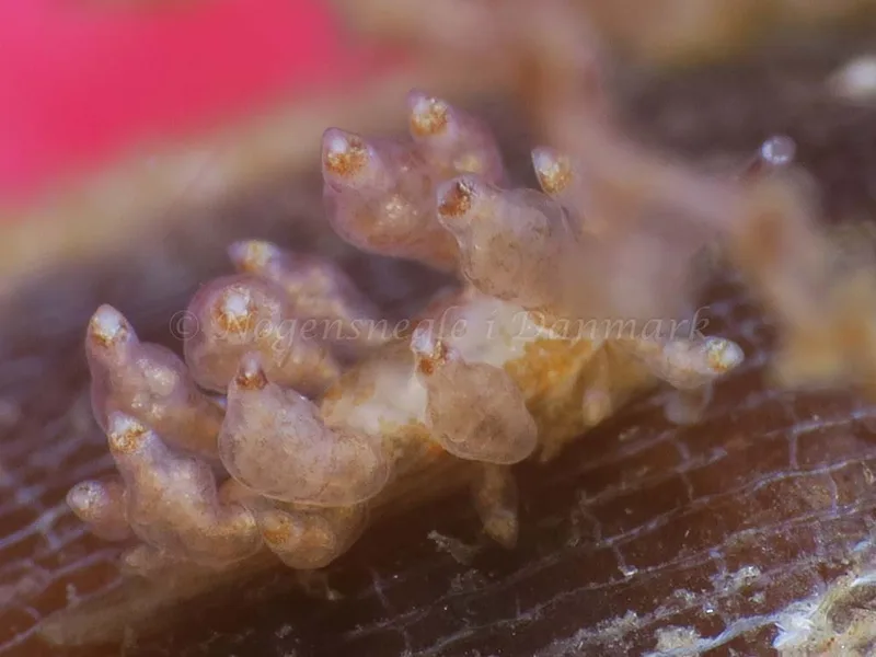 Eubranchus scintillans - Ammoniakhavnen - Foto: HP Ølgaard