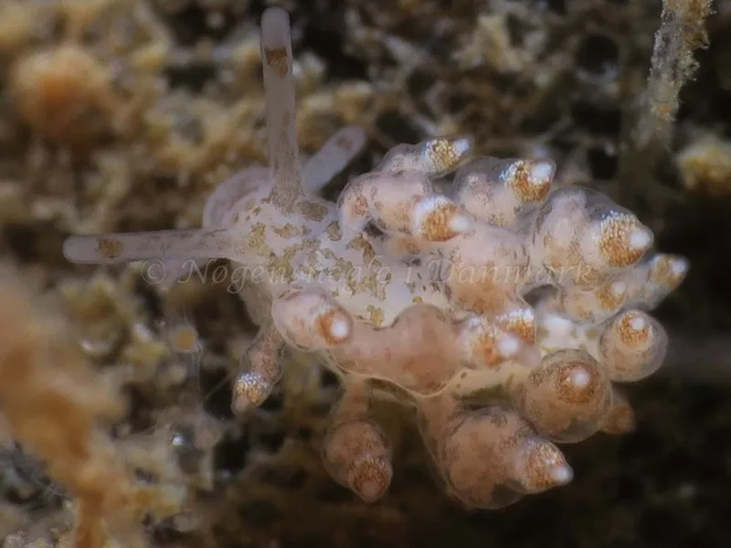 Eubranchus scintillans - Ammoniakhavnen - Foto: HP Ølgaard