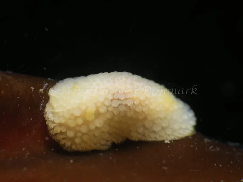 Onchidoris muricata - Ammoniakhavnen - Foto: HP Ølgaard
