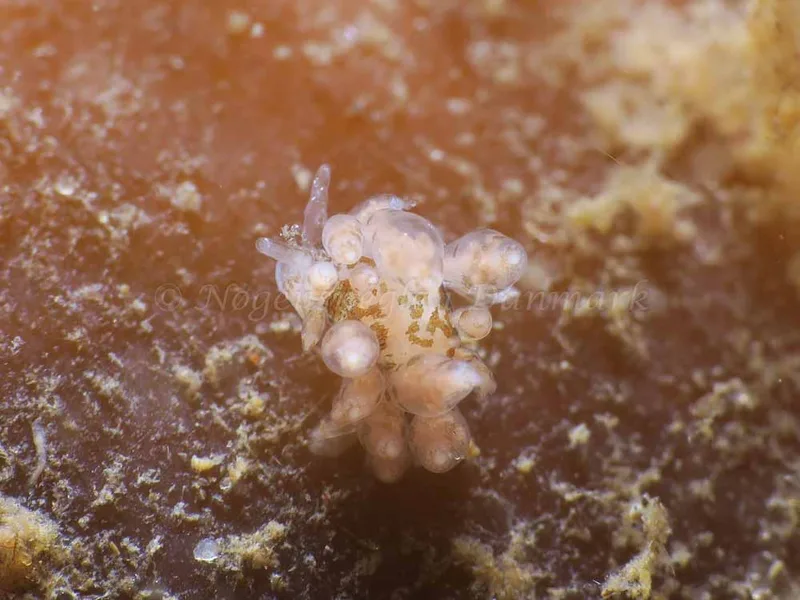 Eubranchus scintillans - Ammoniakhavnen - Foto: HP Ølgaard