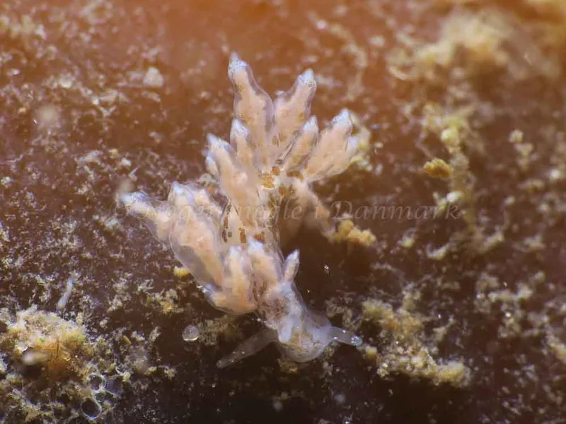 Eubranchus scintillans - Ammoniakhavnen - Foto: HP Ølgaard