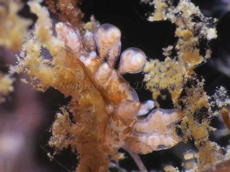 Eubranchus scintillans - Ammoniakhavnen - Foto: HP Ølgaard