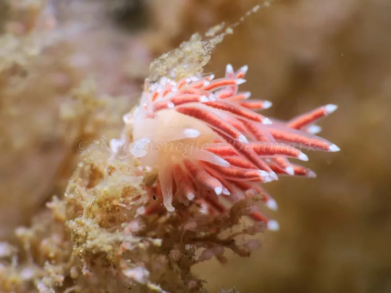 Coryphella verrucosa - Ammoniakhavnen - Foto: HP Ølgaard