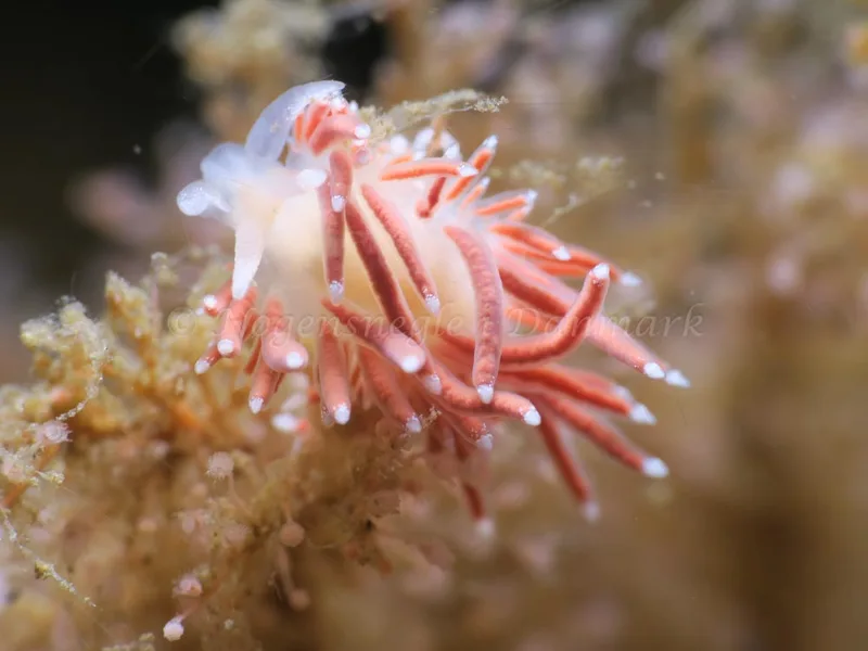 Coryphella verrucosa - Ammoniakhavnen - Foto: HP Ølgaard