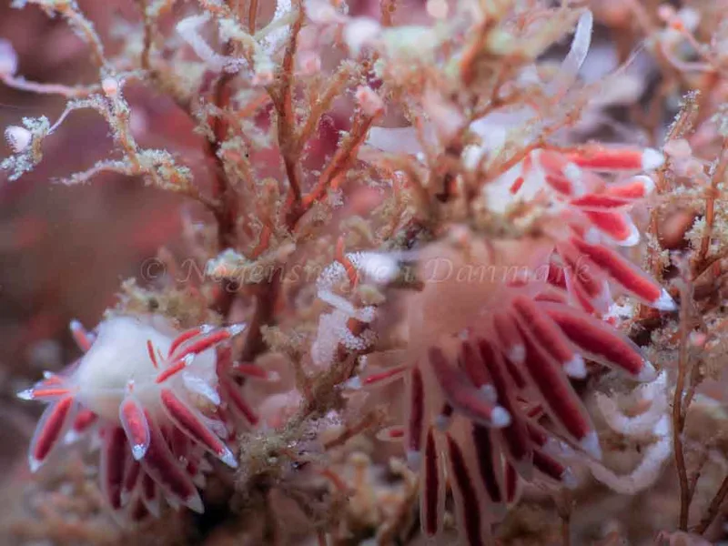 Coryphella gracilis - Ammoniakhavnen - Foto: HP Ølgaard