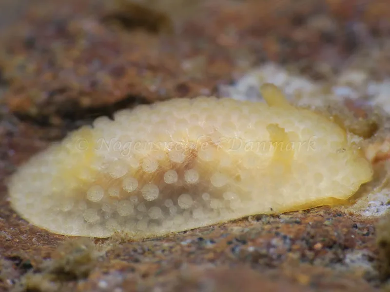 Onchidoris muricata - Ammoniakhavnen - Foto: HP Ølgaard
