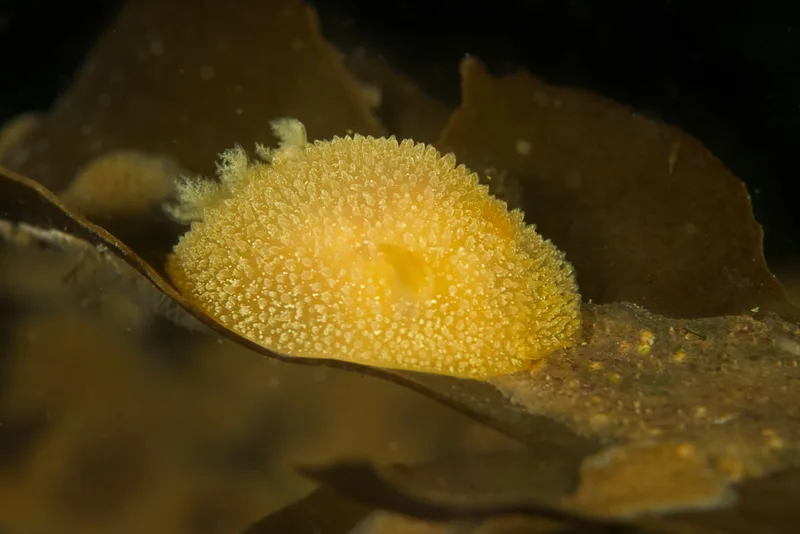 Acanthodoris pilosa - Spodsbjerg Havn - Foto: Martin Allen