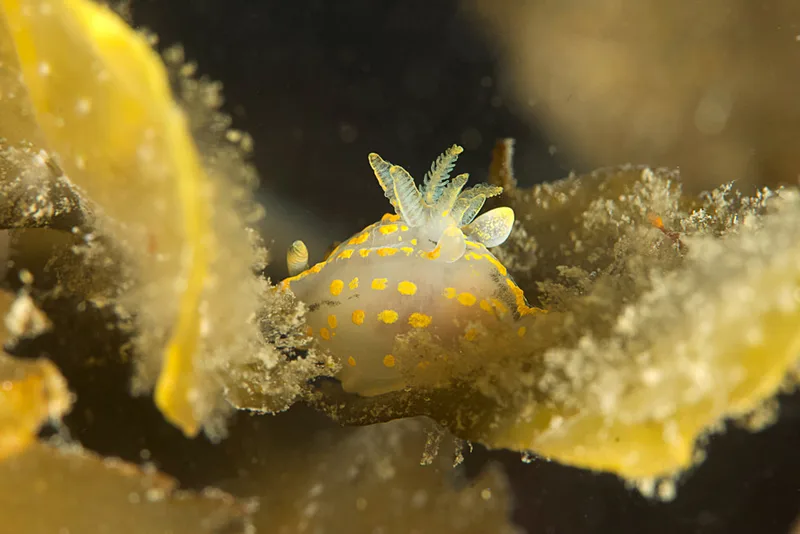 Polycera quadrilineata - Spodsbjerg Havn - Foto: Martin Allen