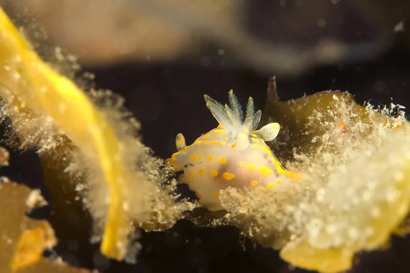 Polycera quadrilineata - Spodsbjerg Havn - Foto: Martin Allen