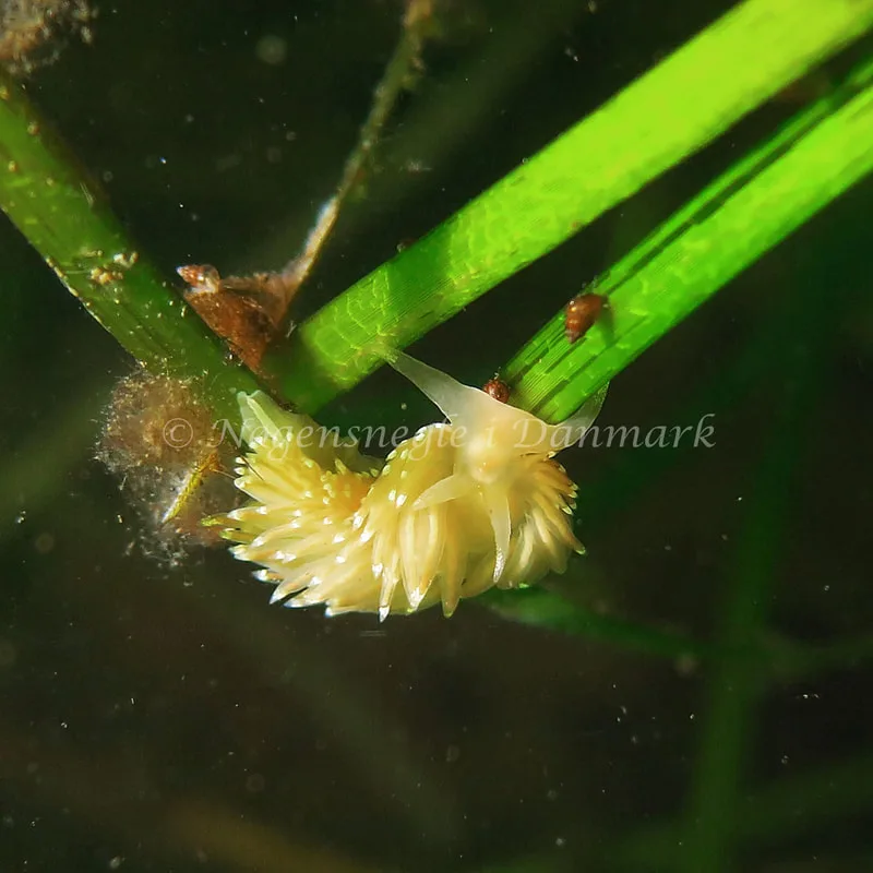 Facelina cf. bostoniensis - Noah´s Ark - Foto: Charlotte Grosen