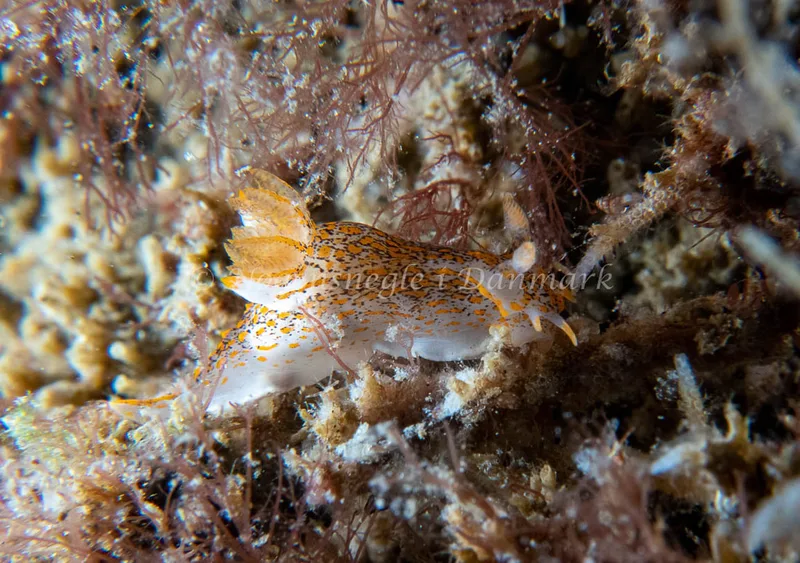 Polycera quadrilineata - Barken (Vrag), Saltum Strand - Foto: Tina Hindal