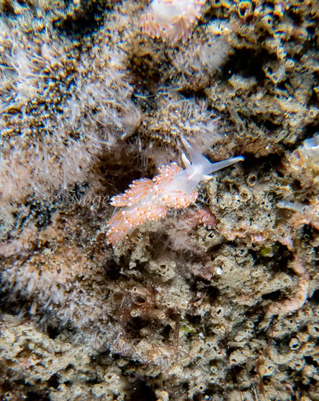 Facelina auriculata - Barken (Vrag), Saltum Strand - Foto: Tina Hindal