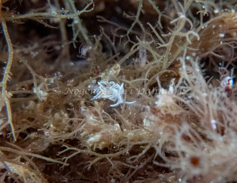Favorinus blianus - Barken (Vrag), Saltum Strand - Foto: Tina Hindal