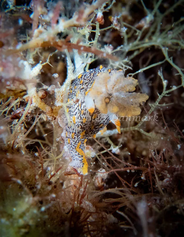 Polycera quadrilineata - Barken (Vrag), Saltum Strand - Foto: Tina Hindal