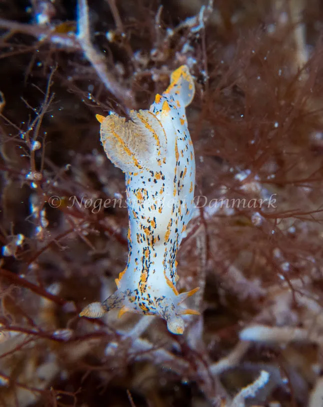 Polycera quadrilineata - Barken (Vrag), Saltum Strand - Foto: Tina Hindal