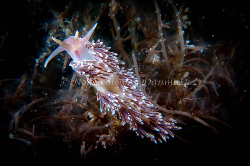 Facelina auriculata - Barken (Vrag), Saltum Strand - Foto: Tina Hindal