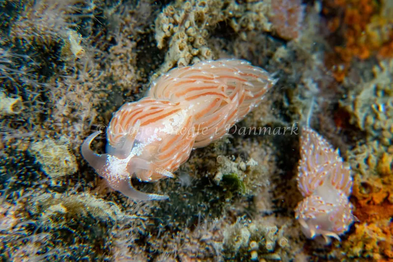 Facelina auriculata - Barken (Vrag), Saltum Strand - Foto: Tina Hindal