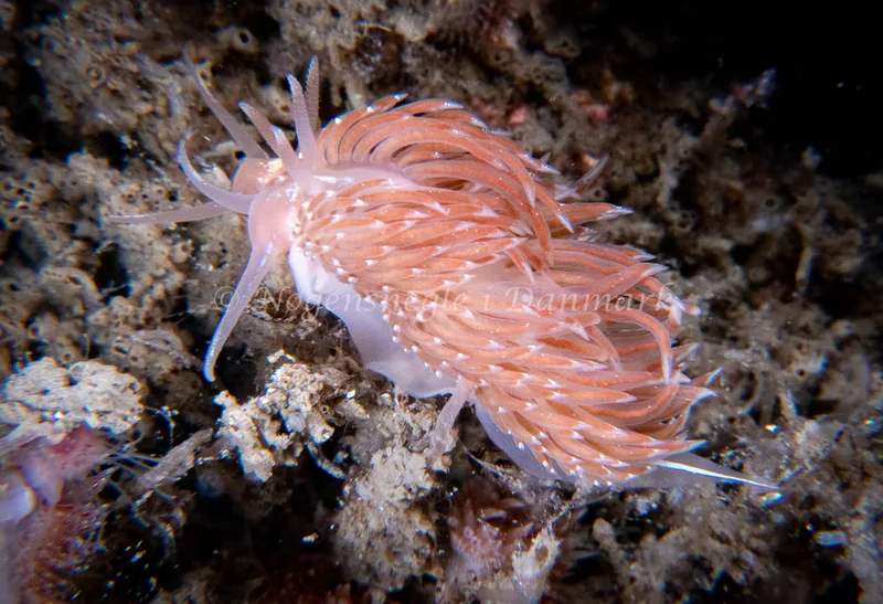 Facelina bostoniensis - Barken (Vrag), Saltum Strand - Foto: Tina Hindal