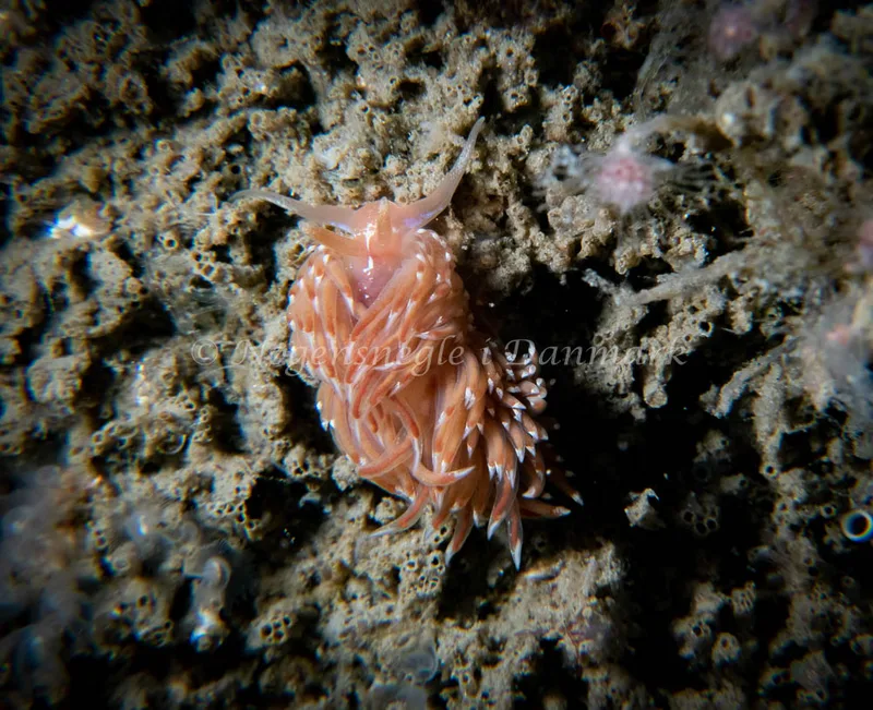 Facelina bostoniensis - Barken (Vrag), Saltum Strand - Foto: Tina Hindal