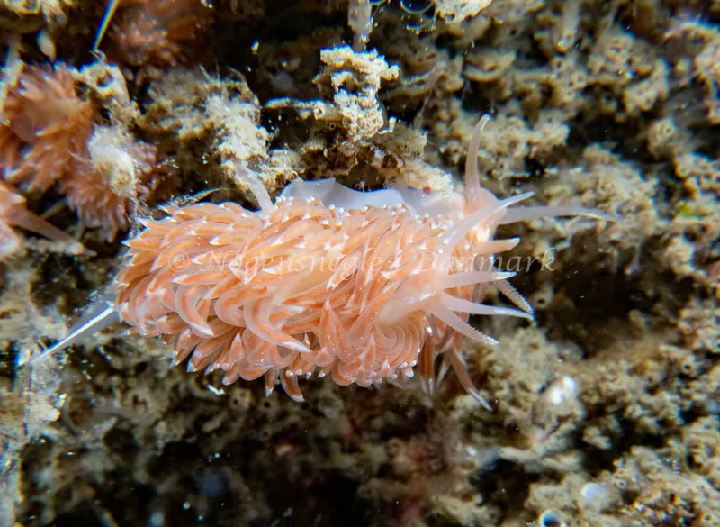 Facelina bostoniensis - Barken (Vrag), Saltum Strand - Foto: Tina Hindal