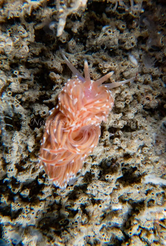 Facelina bostoniensis - Barken (Vrag), Saltum Strand - Foto: Tina Hindal