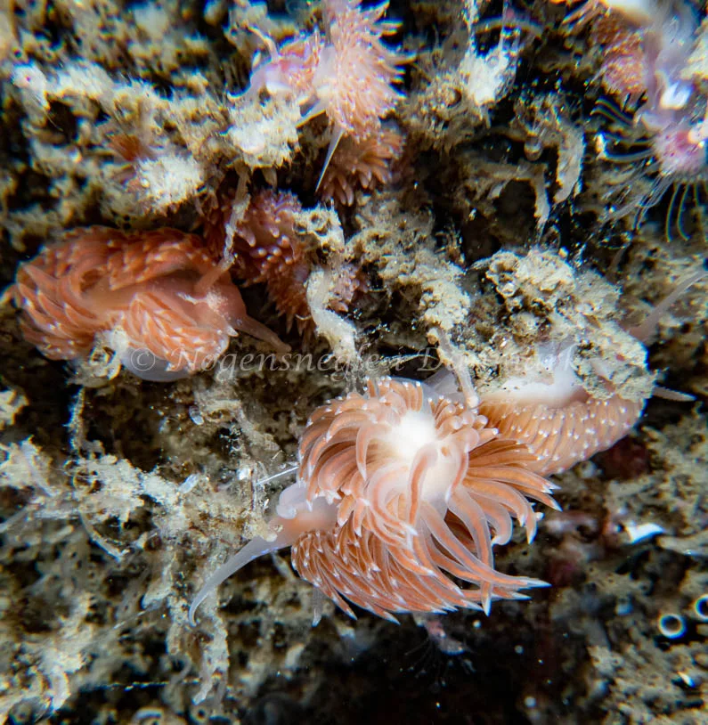 Facelina bostoniensis - Barken (Vrag), Saltum Strand - Foto: Tina Hindal