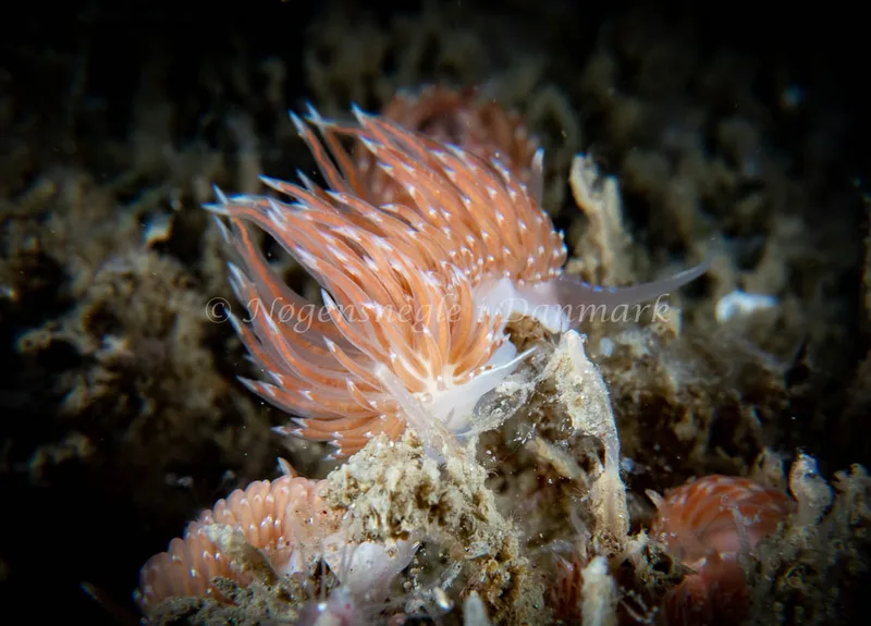 Facelina bostoniensis - Barken (Vrag), Saltum Strand - Foto: Tina Hindal