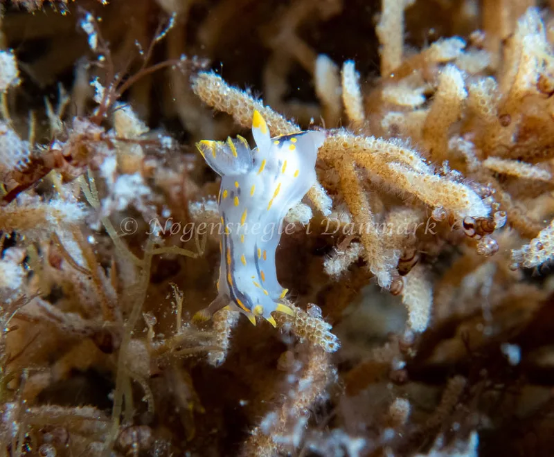 Polycera quadrilineata - Barken (Vrag), Saltum Strand - Foto: Tina Hindal