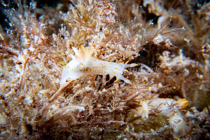Polycera quadrilineata - Barken (Vrag), Saltum Strand - Foto: Tina Hindal