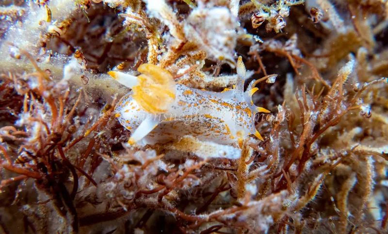 Polycera quadrilineata - Barken (Vrag), Saltum Strand - Foto: Tina Hindal