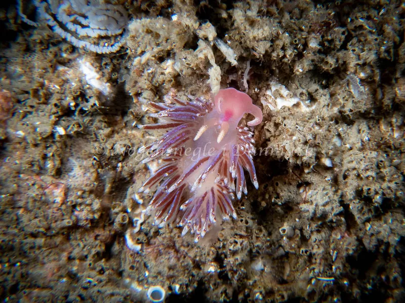 Facelina auriculata - Barken (Vrag), Saltum Strand - Foto: Tina Hindal