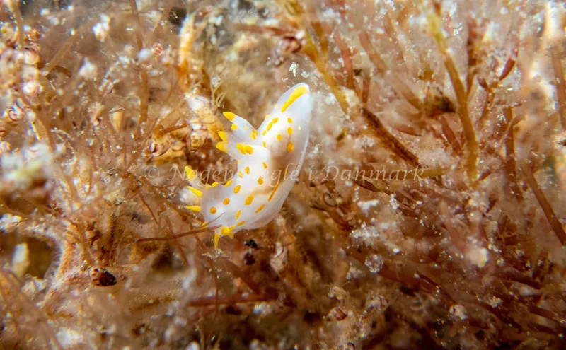 Polycera quadrilineata - Barken (Vrag), Saltum Strand - Foto: Tina Hindal