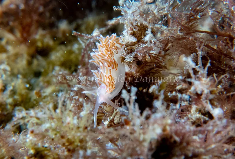 Facelina auriculata - Barken (Vrag), Saltum Strand - Foto: Tina Hindal