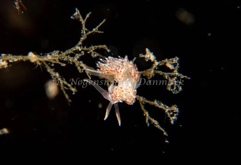 Facelina auriculata - Barken (Vrag), Saltum Strand - Foto: Tina Hindal