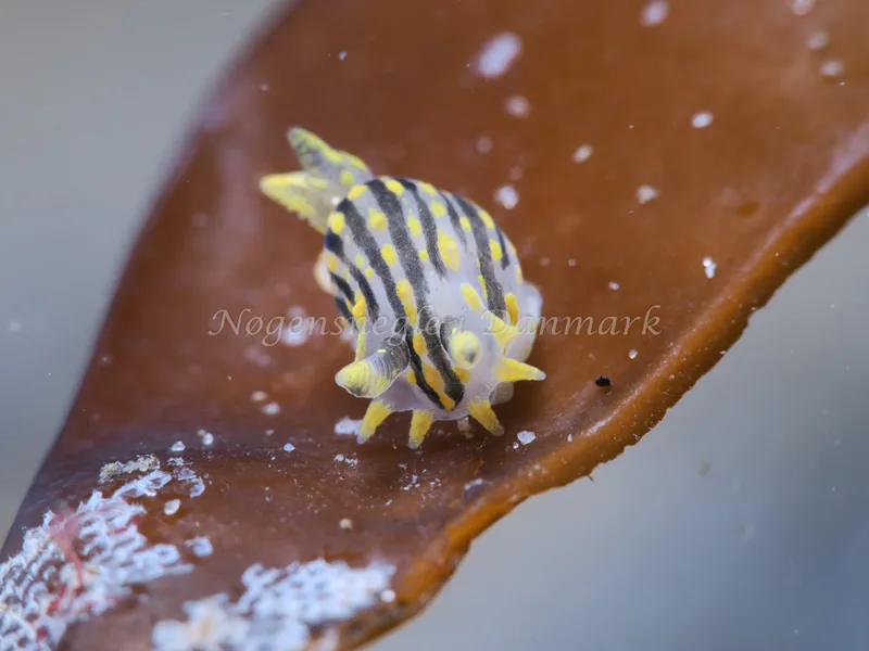 Polycera quadrilineata - Knudshoved Færgehavn - Foto: HP Ølgaard