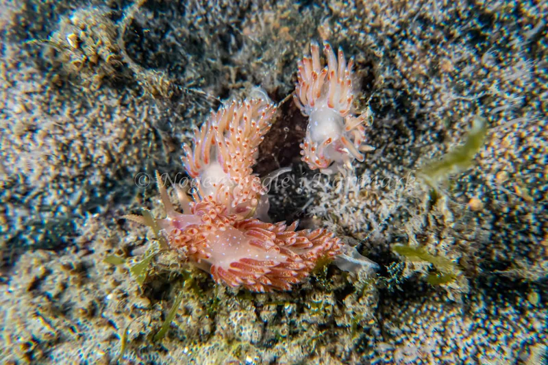 Facelina auriculata - Vrag ved Løkken - Foto: Tina Hindal