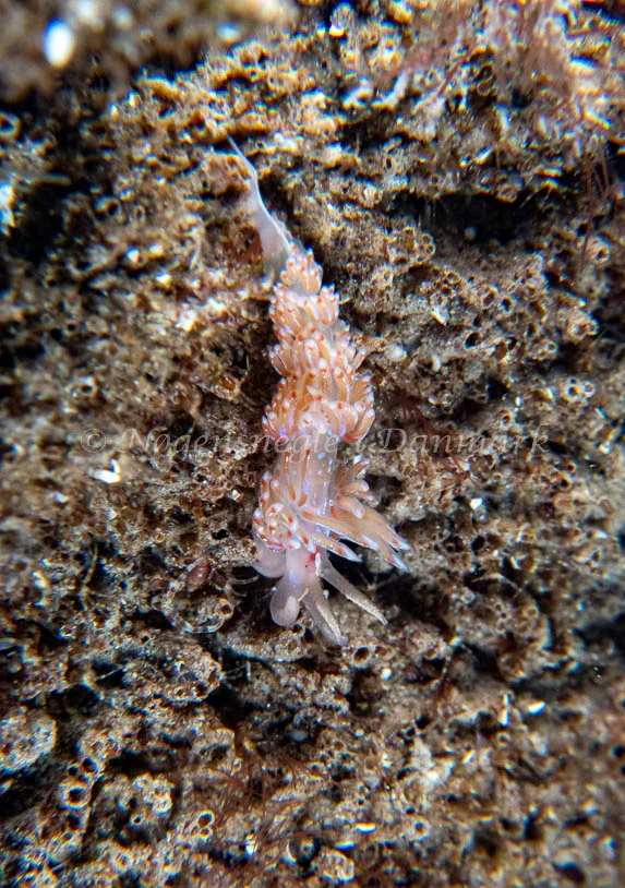 Facelina auriculata - Vrag ved Løkken - Foto: Tina Hindal