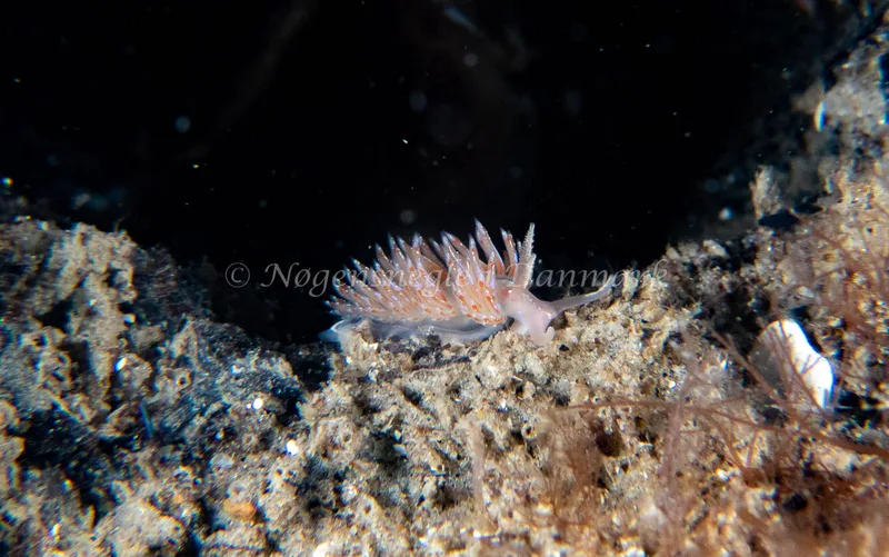 Facelina auriculata - Vrag ved Løkken - Foto: Tina Hindal