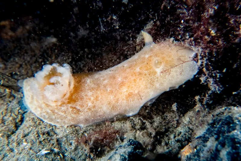 Billede af nøgensneglen Jorunna tomentosa