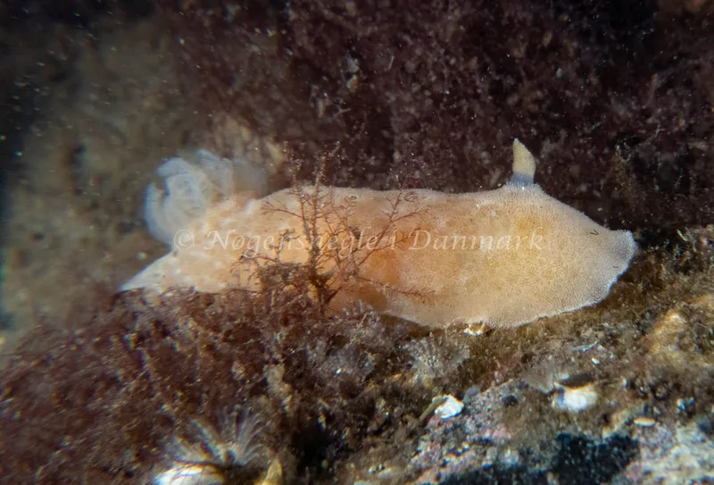 Jorunna tomentosa - Rønbjerg - Foto: Tina Hindal